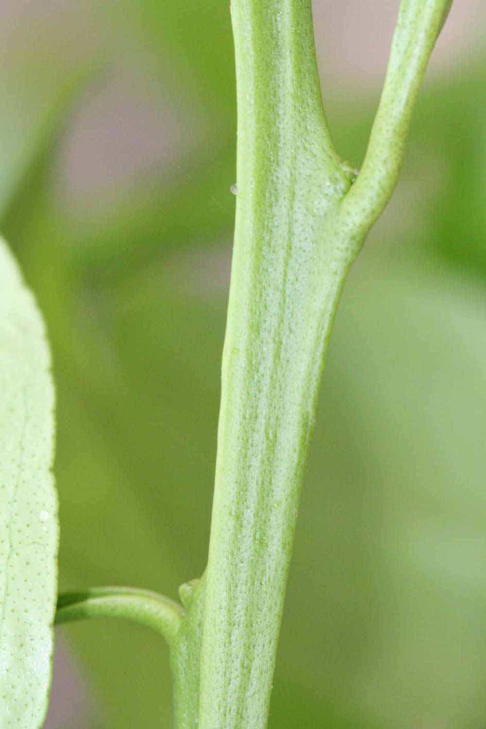            First year twig (Riverside, CA)   